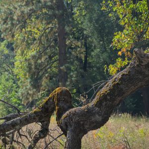 Teaser for Yosemite - Trees