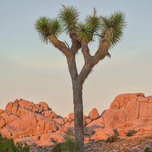 Teaser for Joshua Tree Letdown