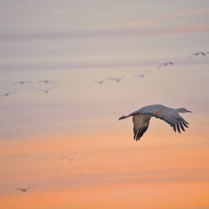 Teaser for Whitewater Draw - Cranes