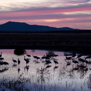 Teaser for Whitewater Draw - NOT Cranes