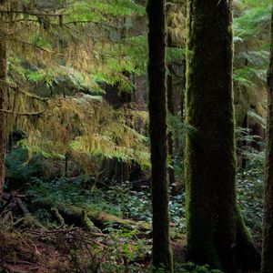 Teaser for The Problem With Forests