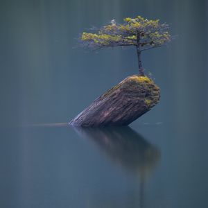 Teaser for The Fairy Tree