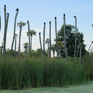 Teaser for Birds on Things