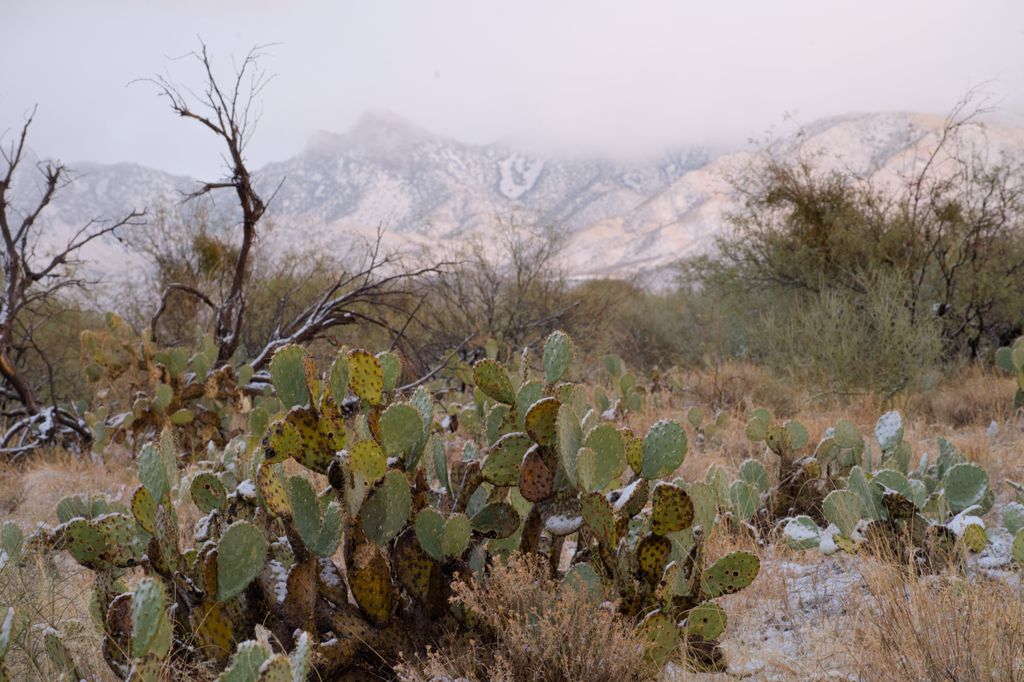 Ice In The Desert